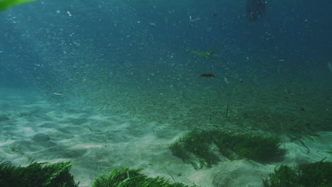 Slow-motion-underwater-scene-of-a-school-of-fish-swimming-in-the-Pacific-Ocean-off-Sydney's-coast,-showcasing-marine-diversity