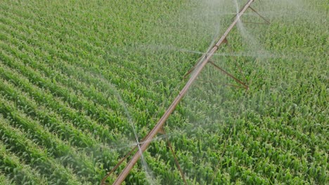 Aerial-pan-shot-of-Pivot-irrigating-corn-field-during-daytime