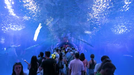 Unterwasseransicht-Der-Besucher-In-Der-Atlantik--Und-Pazifik-Artentunnelgalerie-Im-Ozeaneum,-Valencia