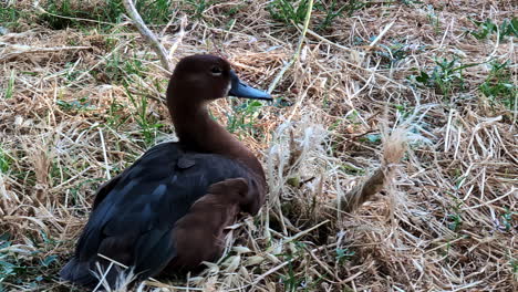 Slow-motion-shot-of-wild-duck-in-the-grass,-beautiful-glossy-feather-animal-into-the-wild---4k