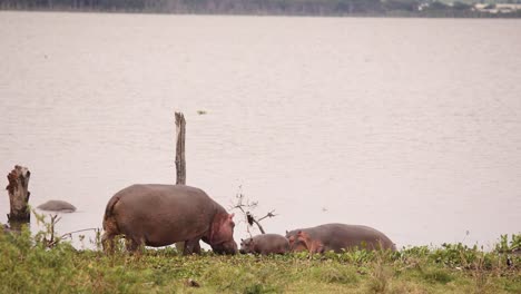 Hippos-grazing-along-a-lakeshore-in-Crescent-Island-Safari,-Kenya,-with-calm-waters-in-the-background