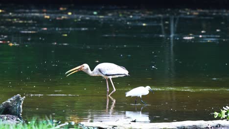 Three-Milky-Storks-Foraging-in-the-Wetlands---Static-Shot