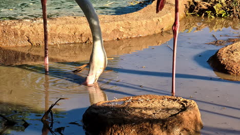 Flamingo-drinking-water-from-muddy-puddle,-pink-wadding-bird-closeup-in-the-sun