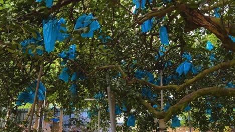 Using-Plastic-Bags-to-Shield-Fruits-From-Insects-and-Birds-in-Ipoh,-Malaysia---Low-Angle-Shot