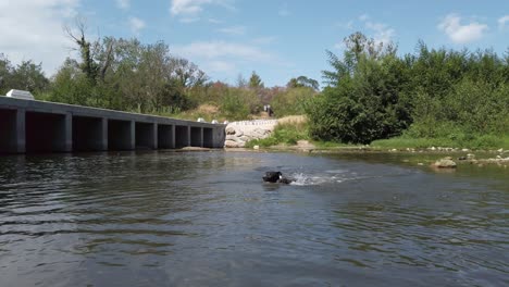 Panoramic,-black-and-white-dog-swims-playing-at-water-river,-jumping-approaching-to-get-a-stick