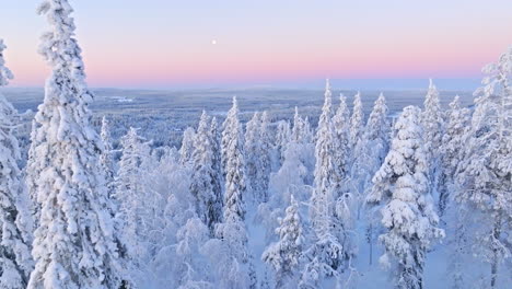 AERIAL:-Idyllic-winter-landscape,-arctic-snow-covered-woods-during-polar-night