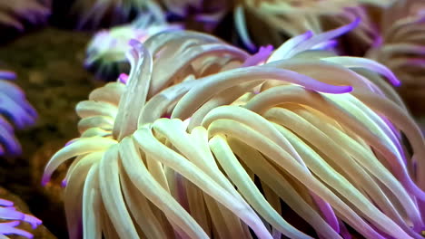 Anemonia-viridis-is-commonly-referred-to-as-Mediterranean-snakelocks-anemone---isolated-close-up