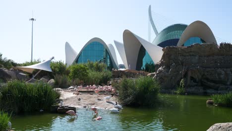 Flamingos-and-other-birds-bathe-in-a-pond-outside-Oceanografic-in-Valencia's-City-of-Arts-and-Sciences