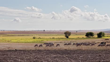 Kühe,-Kälber,-Schafe-Und-Ziegen-Laufen-Und-Grasen-Auf-Den-Feldern-Des-Dorfes