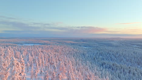 AERIAL:-Arctic-winter-scenery,-snow-covered-trees-illuminated-pink-by-the-sunrise