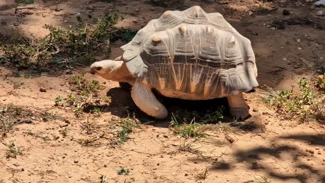 Riesenschildkröte-Läuft-Auf-Trockenem-Schlamm,-Schildkröte-Mit-Großem-Panzer-In-Der-Sonne-–-Handaufnahme