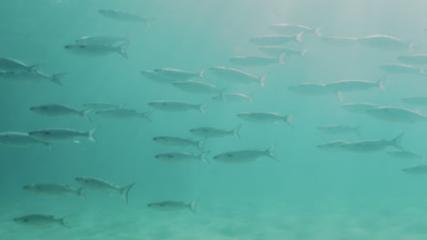 Underwater-slow-motion-view-of-tropical-fish-swimming-gracefully-above-a-kelp-bed-in-crystal-clear-water,-highlighting-the-vibrant-marine-life-and-aquatic-scenery