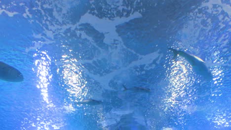 Underwater-shot-capturing-various-marine-fish-and-the-cartilaginous-bull-ray-at-Oceanografic’s-marine-gallery-in-Valencia's-City-of-Arts-and-Sciences,-Spain