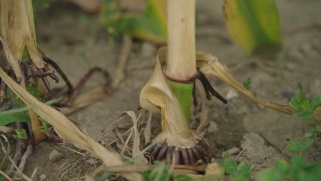 Closeup-pan-view-of-corn-stem-intact-to-soil-in-corn-field