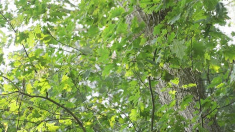 Bright-oak-leaves-catching-the-sunshine-on-a-summer-day