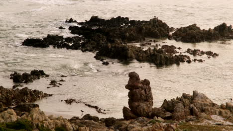 Hermanus-beach-at-sunset-with-jagged-rocks-and-African-Oystercatchers-foraging