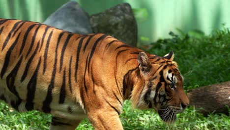 Apex-predator,-a-Malayan-tiger-with-beautiful-orange-fur-and-black-stripes,-walking-around-and-wondering-the-surroundings,-close-up-shot-of-a-critically-endangered-species