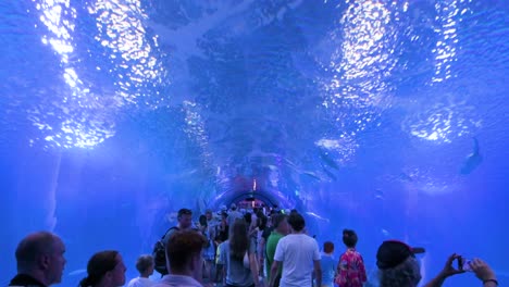 Explore-Oceanografic's-tunnel-gallery-in-Valencia,-where-visitors-can-see-marine-fish,-sharks,-and-turtles-from-the-Atlantic-and-Pacific-Oceans-in-Europe’s-largest-aquarium-in-Spain