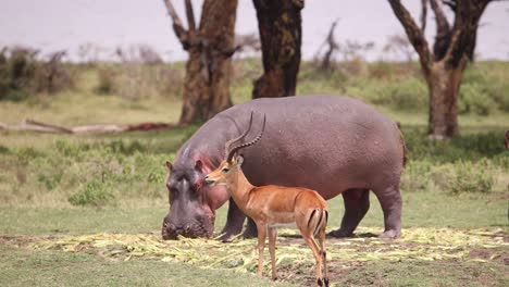 A-hippo-and-antelope-peacefully-grazing-on-the-grassy-plains-of-Crescent-Island-in-Kenya