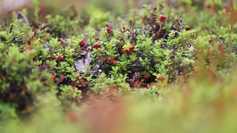 Dense-carpet-of-tiny-cranberry-shrubs-with-ripe-berries-in-autumn-tundra