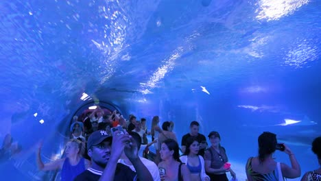 Explore-the-underwater-tunnel-gallery-at-Oceanografic-in-Valencia,-where-visitors-encounter-marine-fish,-sharks,-and-turtles-from-the-Atlantic-and-Pacific-Oceans-in-Europe’s-largest-aquarium