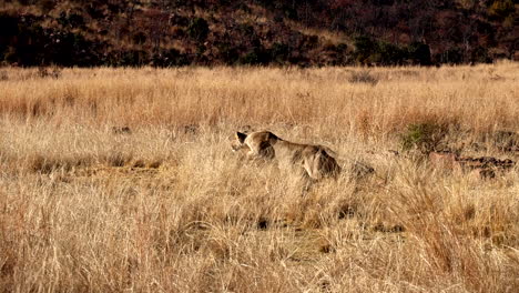 Crouched-and-camouflaged-lioness-in-dry-grass-breaks-out-and-charges-prey,-slomo