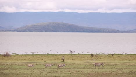 Zebras-grazing-by-a-lakeside-with-scenic-mountains-in-the-background-on-Crescent-Island,-Kenya