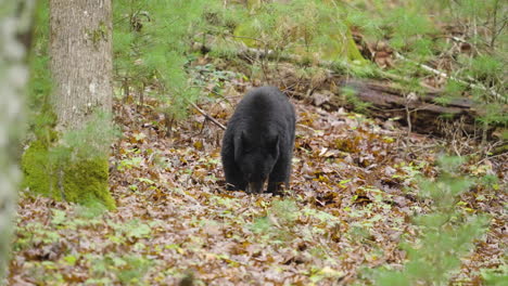 Black-Bear-Cub-Eating-in-Forest-1