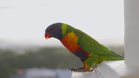 Parrot-Loriini-arboreal-rainbow-exotic-bird-lorikeet-species-parakeet-avian