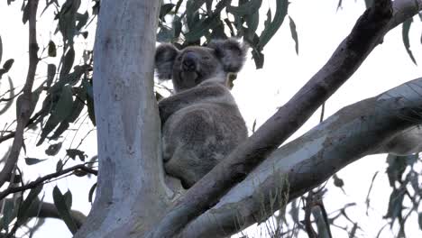 A-Koala-Bear-sleeping-in-a-Gum-tree-suddenly-wakes-up-and-looks-around