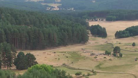 70mm-drone-footage-of-summer-meadows-with-a-mix-of-dry-and-green-grass-where-a-group-of-multi-colored-cows-appear-grazing,-surrounded-by-large-wild-pine-forests