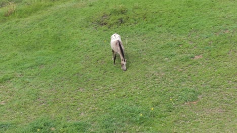 I-fly-with-a-drone-to-a-horse-in-a-green-meadow-where-it-is-grazing,-its-mane-is-cut,-it-is-black-like-its-tail,-and-from-the-middle-of-its-body-it-is-white-with-brown-spots,-it-moves-its-tail