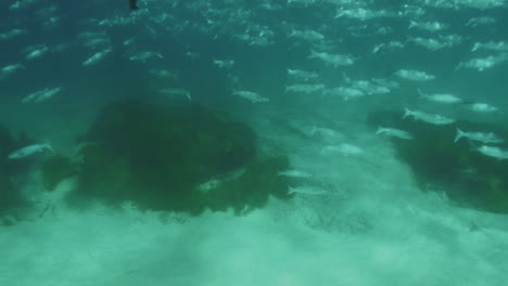 Vista-En-Cámara-Lenta-De-Un-Vibrante-Banco-De-Peces-Nadando-En-Las-Aguas-Cristalinas-Del-Océano-Pacífico-Frente-A-La-Costa-De-Sydney.