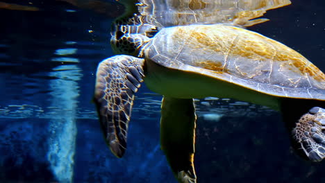 Magnificent-giant-golden-sea-turtle-spreads-its-paws-and-swims