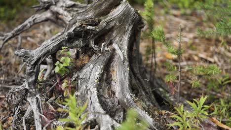 A-close-up-view-of-weathered-tree-roots,-showing-twisted-shapes-and-new-plant-growth-emerging-from-the-forest-floor