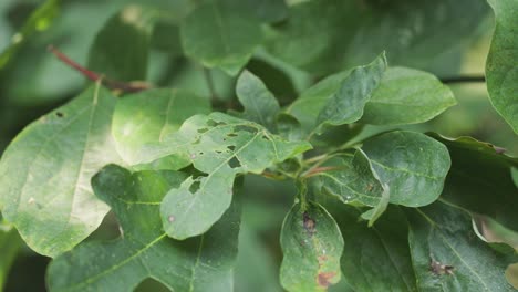 Still-look-in-4k-at-fresh-green-leaves