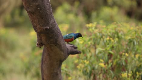 Ein-Lebhafter-Vogel-Sitzt-Auf-Einem-Ast-In-Crescent-Island-Safari,-Kenia,-Umgeben-Von-Grün