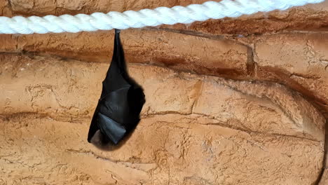 Fledermaus-Hängt-Kopfüber,-Flughund-Wickelte-Sich-An-Höhlenwand-Mit-Struktur,-Attica-Park