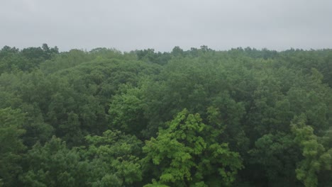 Forward-drone-shot-capturing-evaporation-over-a-dense-green-forest-during-daytime