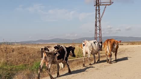 Cows,-calves,-sheep-and-goats-walking-and-feeding-grass-in-the-village-fields