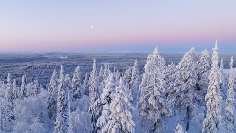 Arctic-forest,-snowy-fells-and-polar-darkness-colors-in-Lapland---Drone-shot