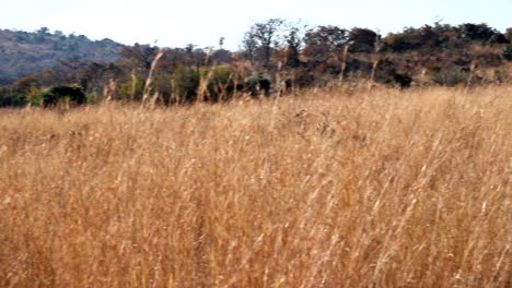 Two-lionesses-run-through-tall-dry-grass-after-their-prey,-slow-motion-tracking