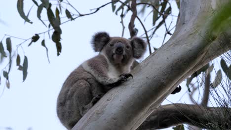 Koala-Bear-clings-tightly-to-a-branch-of-an-Australian-Eucalyptus-tree-before-climbing-higher