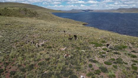 Llama-herd-graze-on-rugged-shoreline-of-altiplano-lake-in-southern-Peru