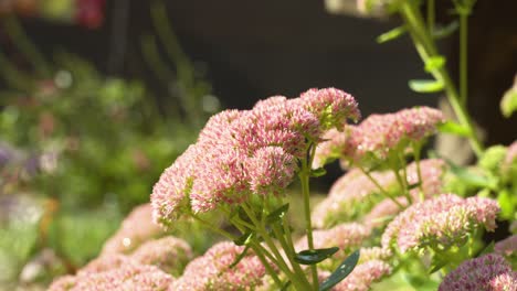 Blooming-season-for-Sedum-plants-in-late-summer