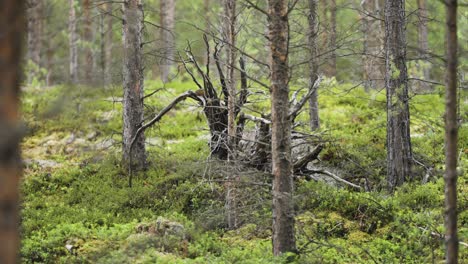 A-dead-uprooted-tree-lies-among-the-vibrant-greenery-of-a-forest,-with-surrounding-trees-and-moss-covered-ground