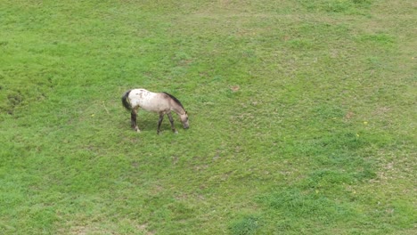 orbital-drone-flight-to-a-horse-in-a-green-meadow-where-it-is-grazing,-its-mane-is-cut,-it-is-black-like-its-tail,-and-from-the-middle-of-its-body-to-the-back-it-is-white-with-brown-spots