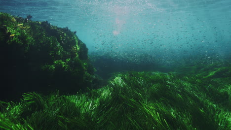 Slow-motion-underwater-view-of-a-diverse-group-of-fish-exploring-the-kelp-covered-ocean-floor,-revealing-the-dynamic-marine-ecosystem-and-aquatic-beauty