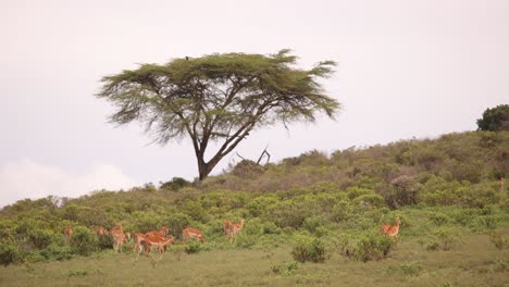 Herd-of-antelopes-grazing-under-an-acacia-tree-in-the-African-savannah-on-a-cloudy-day