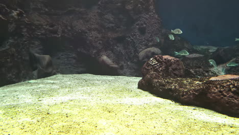 Peces-Dentro-Del-Tanque-De-Agua-En-Un-Parque-De-Acuario-De-Vida-Silvestre